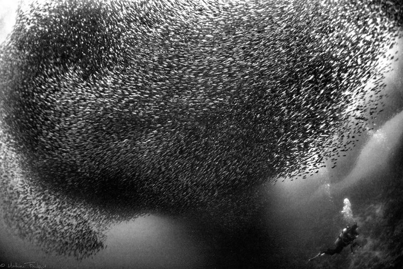 Cloudy day and murky waters in Moalboal, but sardines wer... by Mathieu Foulquié 