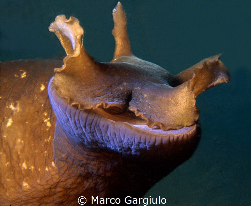 Aplisya face by Marco Gargiulo 