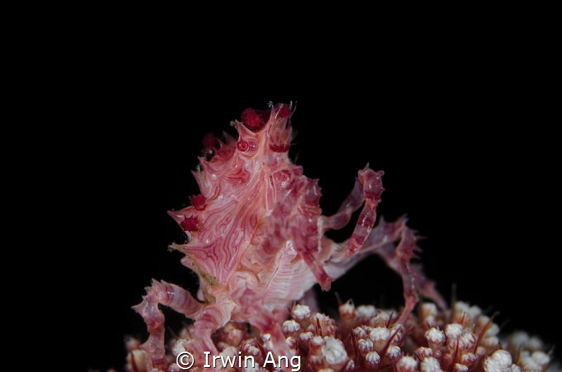 C A N D Y - C A N D Y 
Candy crab (Hoplophrys)
Lembeh S... by Irwin Ang 