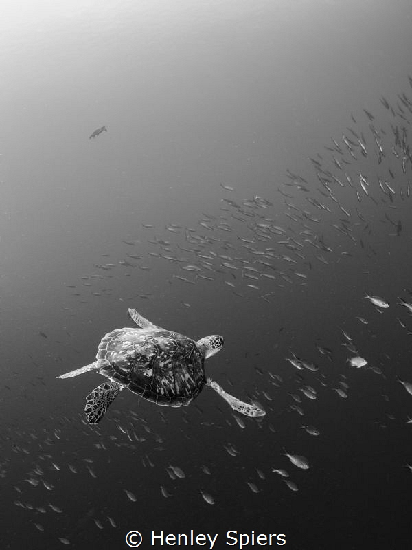 Turtles' Flight
Took me a while to realise there is a se... by Henley Spiers 