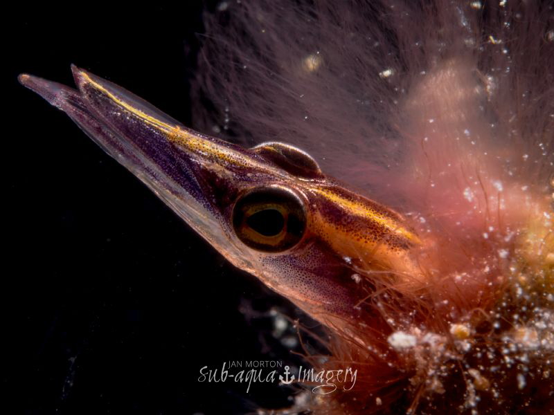Arrow Blenny - Lucayablennius zingaro 
Using Olympus E-M... by Jan Morton 