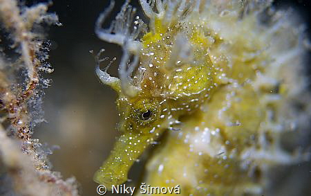 Sea horse, LOVE IT! by Niky Šímová 