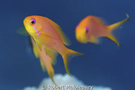 Anthias by Robert Malolepszy 