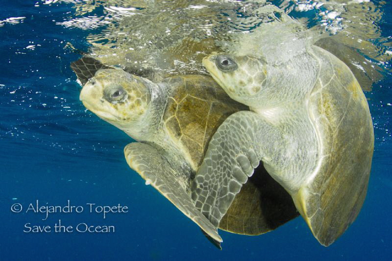 Turtle Mate, Puerto Vallarta Mexico by Alejandro Topete 