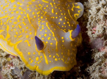 Hypselodoris picta - April is season for nudi in ligurian... by Luca Bertoglio 