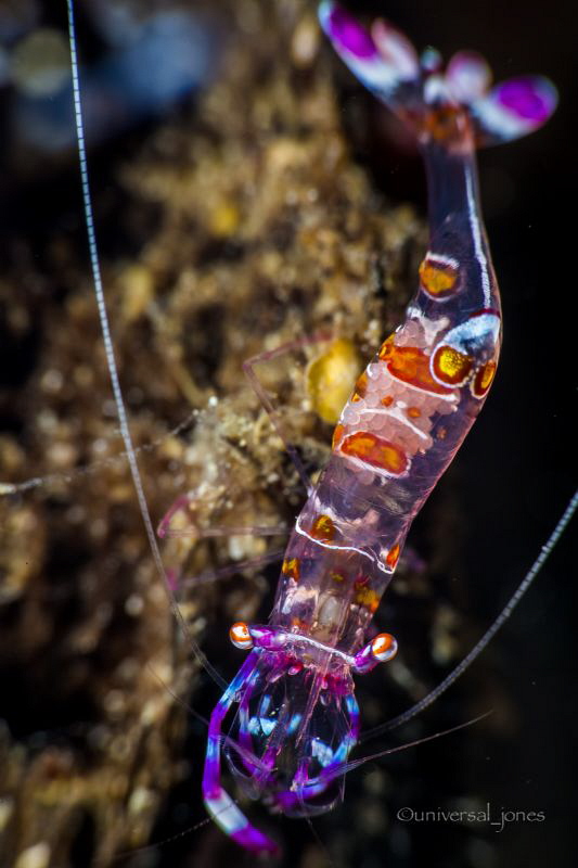 Ancylomenes luteomaculatus

Commensal shrimp with anemo... by Wayne Jones 