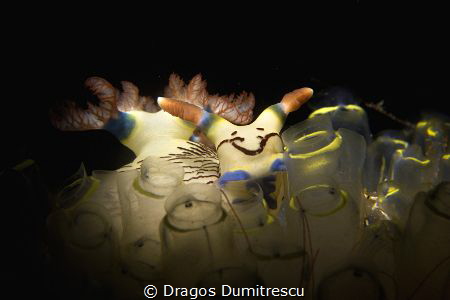 Smiley Face. Nembrotha lineolata, shot with a Canon G12 i... by Dragos Dumitrescu 