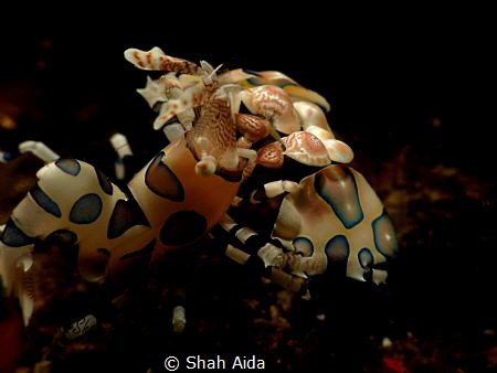 Harlequin Shrimp taken Dumaguate Dauin.Actually i missed ... by Shah Aida 