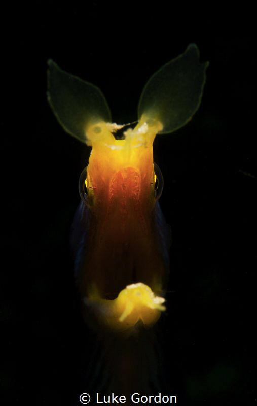 This guy enjoyed the spotlight, male Ribbon Eel (Rhinomur... by Luke Gordon 