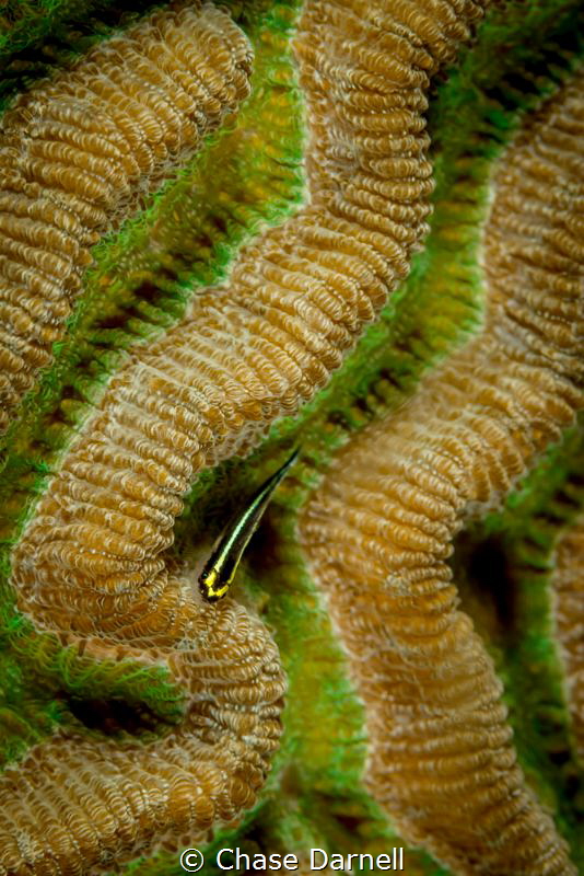 "Groovin"
This Cleaning Gobe found of colorful groove to... by Chase Darnell 