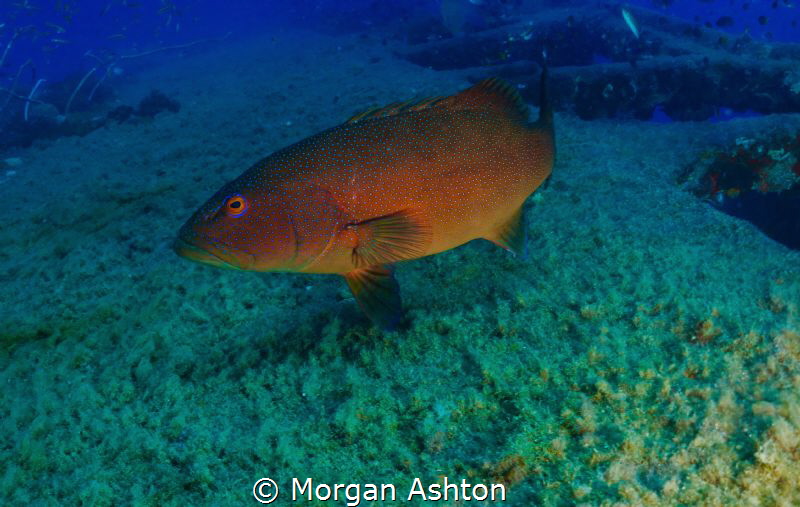 Coral trout at the Yongala

 by Morgan Ashton 