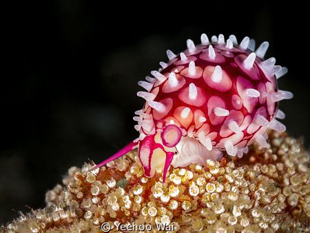 Banded Egg Cowrie (Margovula bimaculata)
Anilao, Philipp... by Yeehoo Wai 