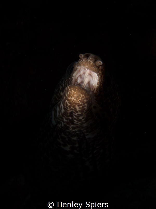 'The Scream of Nature'
I used snoot lighting to just bri... by Henley Spiers 