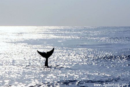 Fluking Up, this dolphin waved to us for a few seconds... by Zaid Fadul 