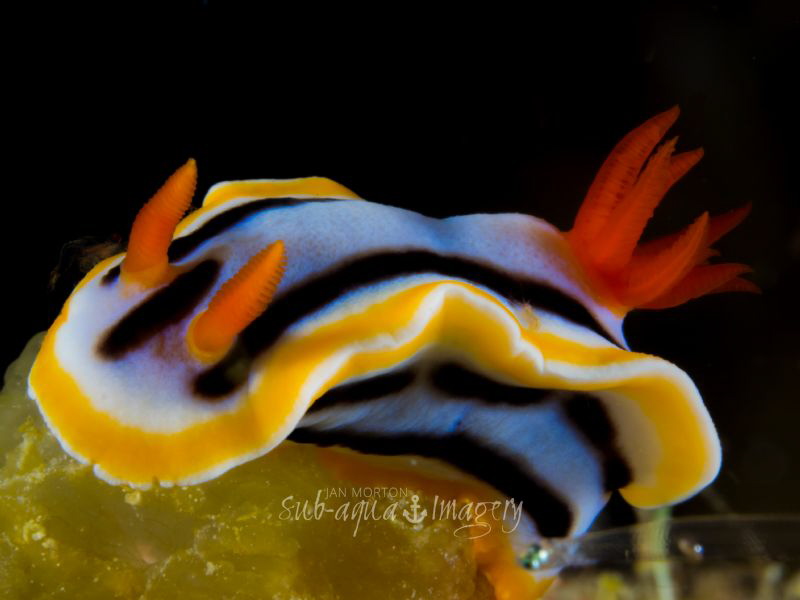 Tiny Hitchhiker - Arthropod on it's back
Siquijor Island... by Jan Morton 
