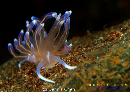 Phyllodesmium opalescens is a species of small sea slug, ... by Dennis Chen 