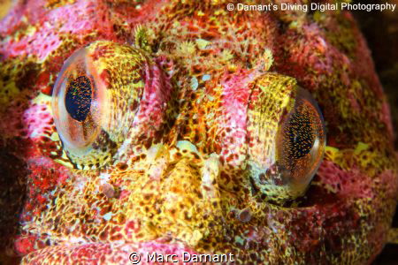An Explosion of Color! The Red Irish Lord is an ambush hu... by Marc Damant 
