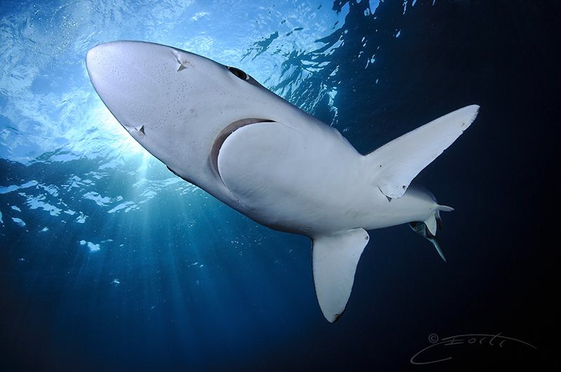 ~ Blue Prince ~ by Geo Cloete 