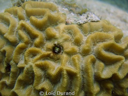 I am not quite sure what kind of goby it is... If you cou... by Loïc Durand 