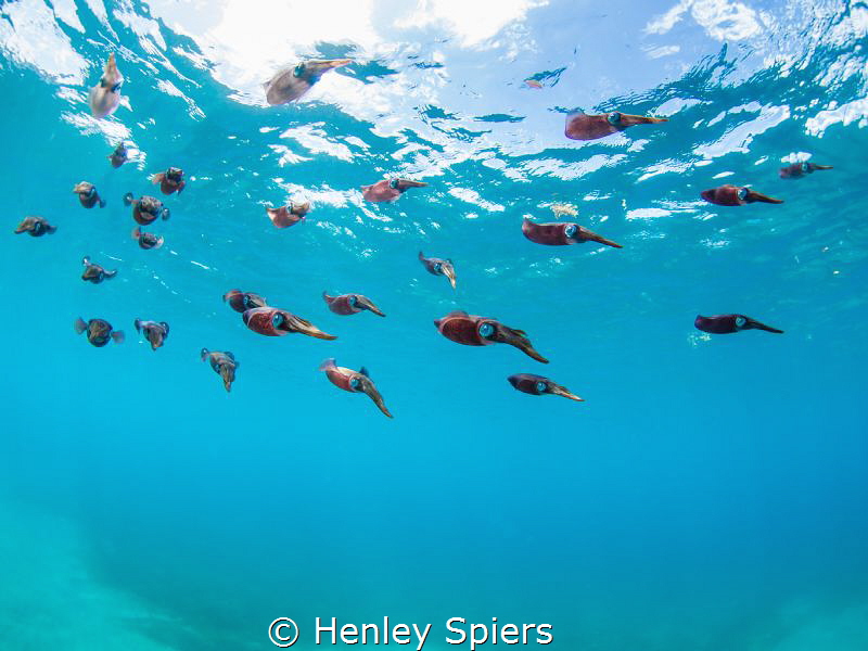 Squid School by Henley Spiers 