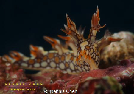 Bornella anguilla
EM5 Nauticam Housing
60mm lens with +... by Dennis Chen 