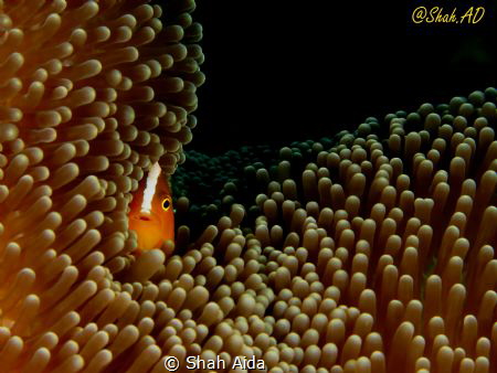 Anomone Fish,never stay still.Took me lot of time to get ... by Shah Aida 