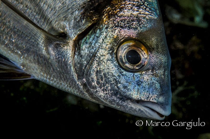 Diplodus vulgaris by Marco Gargiulo 