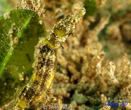 Pigmy Pipehorse,A cute guy who hardly move.Taken with Can... by Shah Aida 