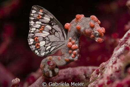 Flying Seahorse

Found in Bali - Indonesia ;-) by Gabriela Meier 