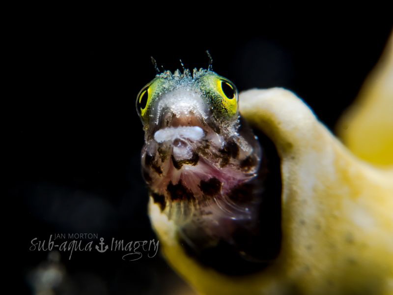 Wonder Struck - Secretary Blenny in Super Macro by Jan Morton 