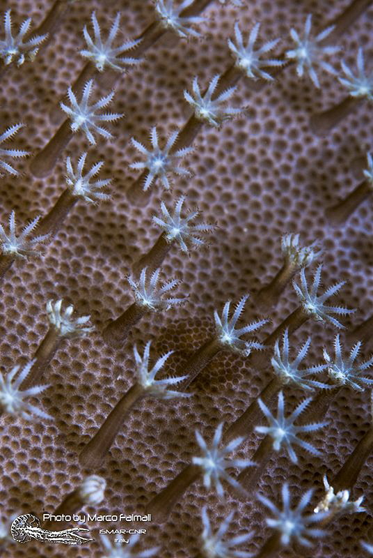 Little underwater forest (coral abstract) by Marco Faimali (ismar-Cnr) 