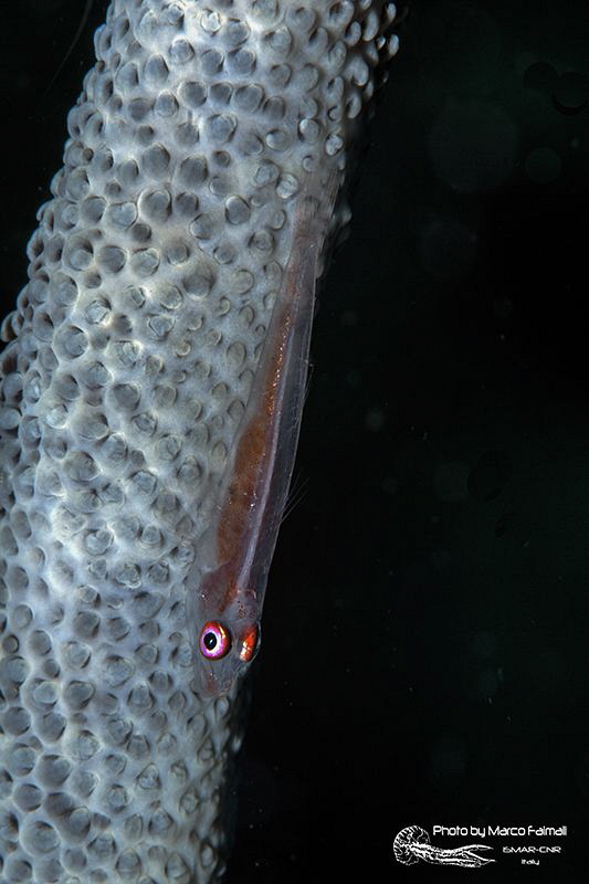 ..but I was not invisible? by Marco Faimali (ismar-Cnr) 