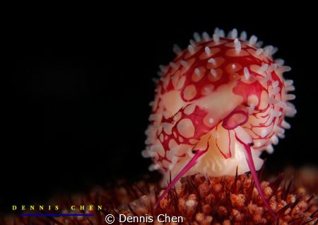 Cowry - Prionovolva brevis by Dennis Chen 