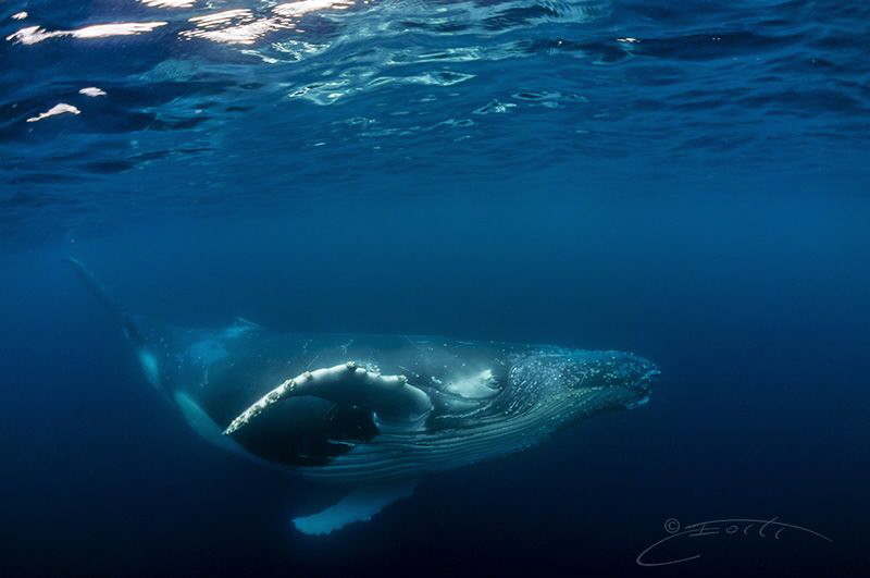 ~ Little One ~ by Geo Cloete 