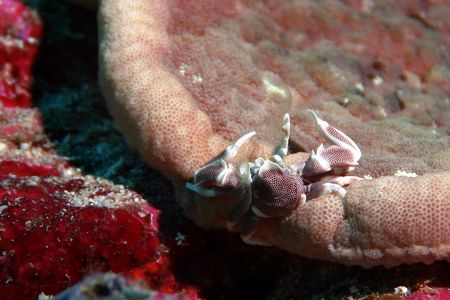 Anemone Crab...Similan Islands, Thailand. Would have love... by Glenn Poulain 