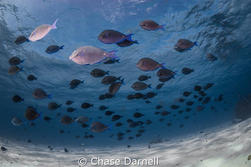 "Follow the Leader" 
A School of Blue Tang flying in for... by Chase Darnell 