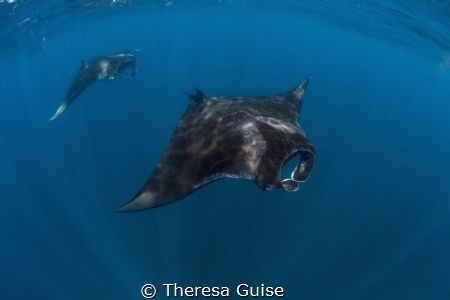Manta Train / Mantas are plentiful and perform a magic da... by Theresa Guise 