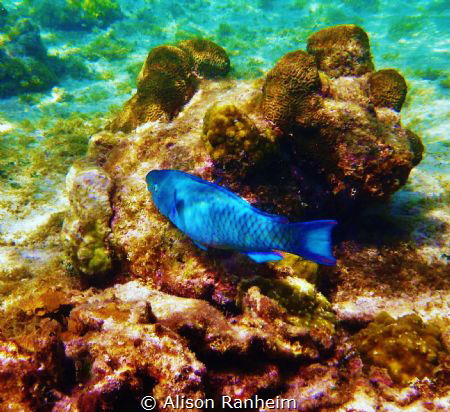 Roatan, Honduras by Alison Ranheim 