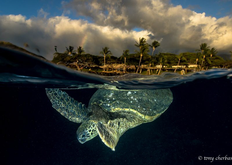 Under the Rainbow by Tony Cherbas 