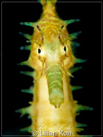 G L O W
Thorny Seahorse by Lilian Koh 