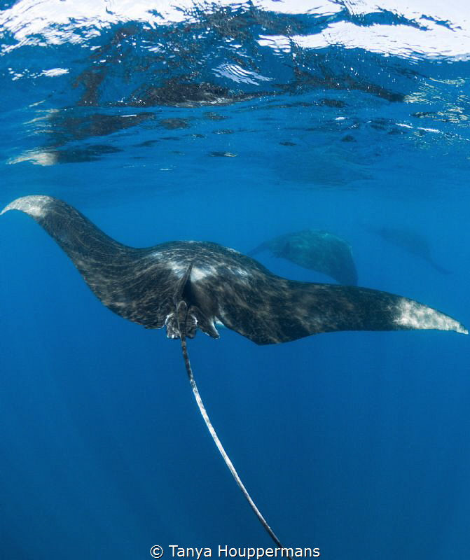 Get Your Mantas In A Row
Three manta rays swim in a line... by Tanya Houppermans 