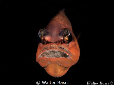 "Present and future" by Walter Bassi 