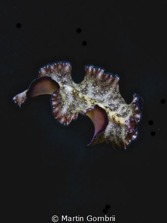 This flatworm came swimming at a night dive and there was... by Martin Gombrii 