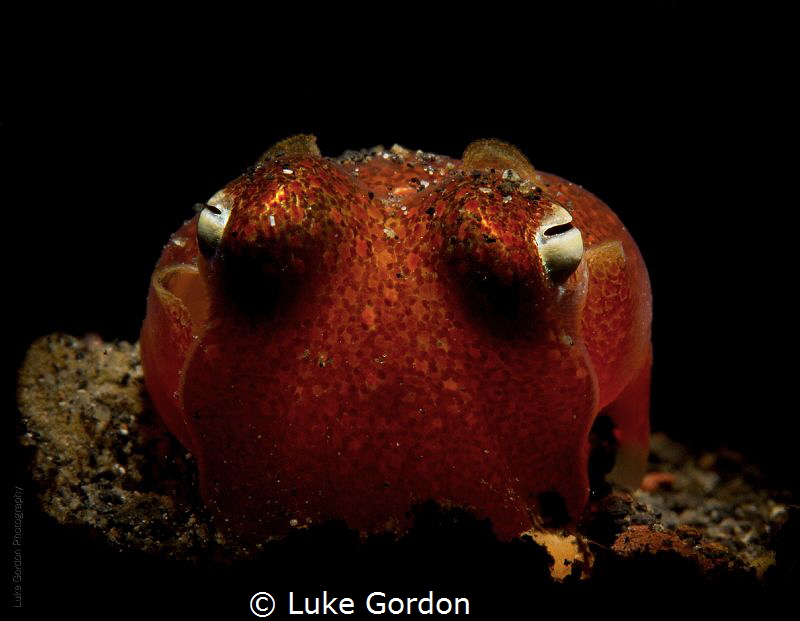 Tropical Bobtail Squid!!! by Luke Gordon 