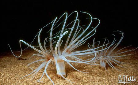 Ceriantharia by night. These beautyful animals are hidden... by Arthur Telle Thiemann 