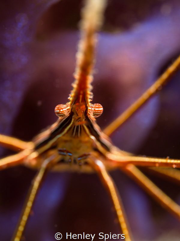 Purple Haze by Henley Spiers 