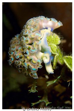 Lettuce Leaf Slug taken on a night dive in Cayman. by Lindsey Mobley 