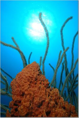 Roatan, Honduras. by Shawn Jackson 