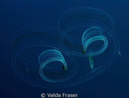 A Venus' girdle in a perfect pose. by Valda Fraser 