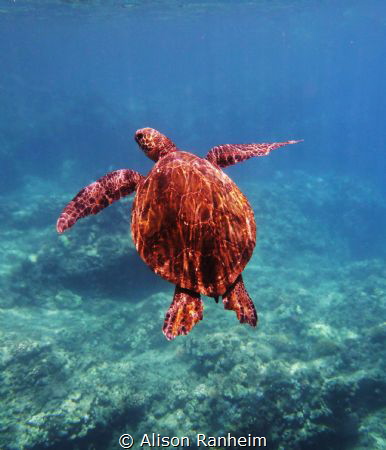 Turtle rising by Alison Ranheim 